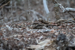 Nyctidromus albicollis insularis