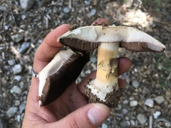 Agaricus moronii