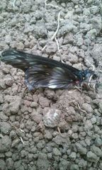 Catasticta flisa flisa