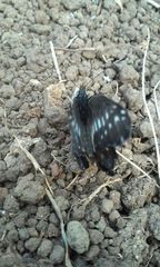 Catasticta flisa flisa