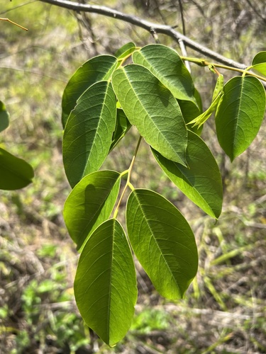 Pterocarpus officinalis observed 2026-10-02