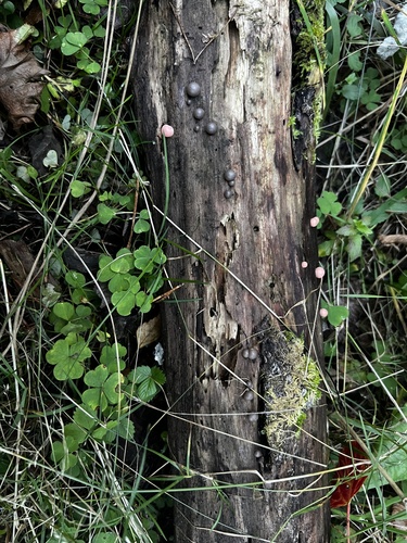 Raudenė