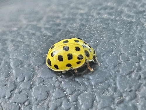 22-spot Ladybird