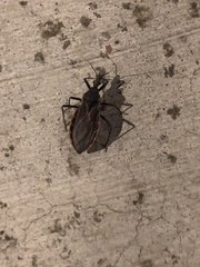 Triatoma rubida