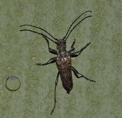 Anthophylax attenuatus