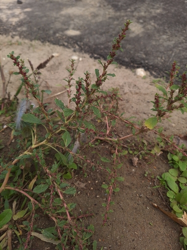 prostrate pigweed