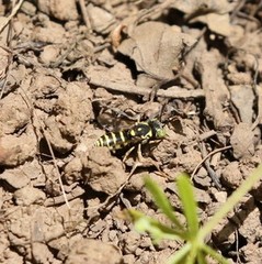 Euparagia scutellaris