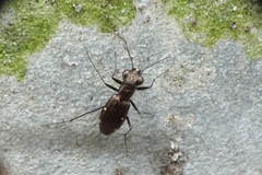 Cylindera paradoxa