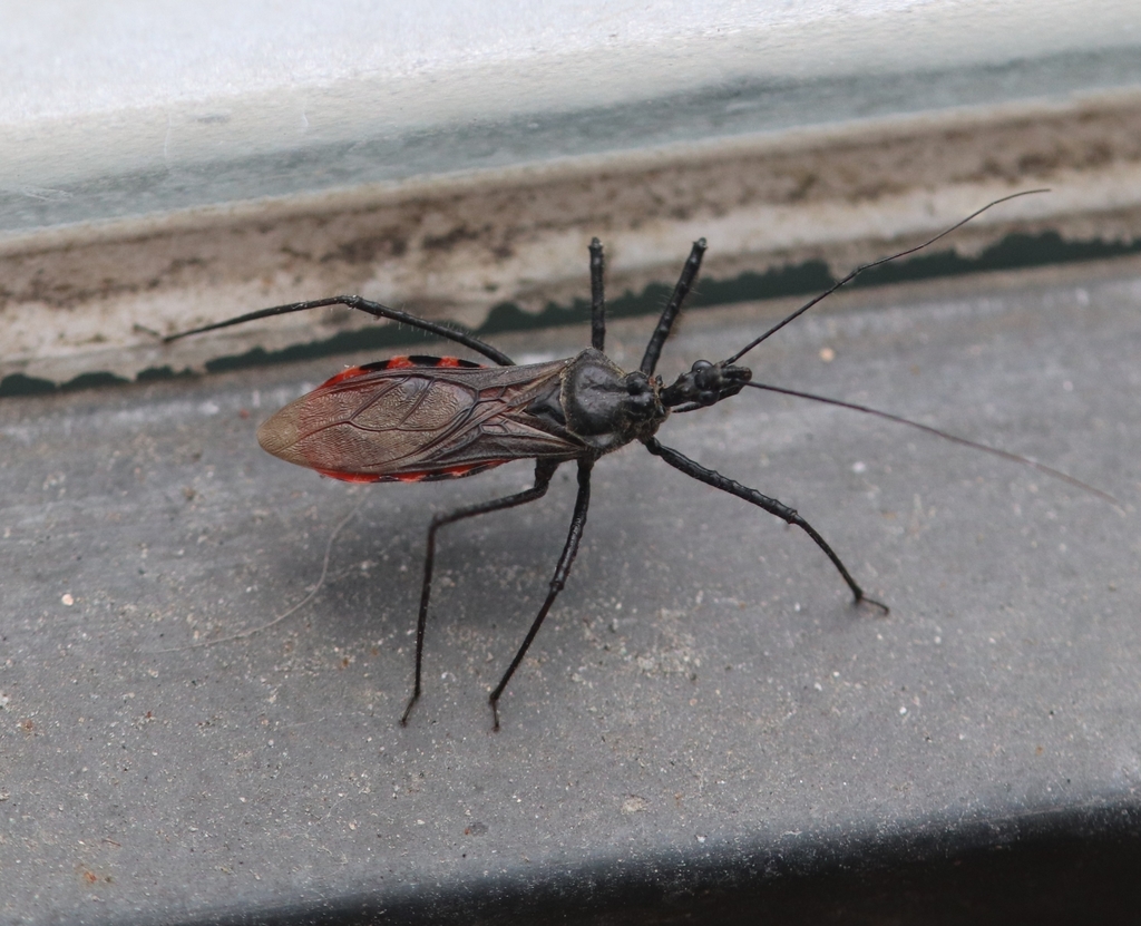 Sphedanolestes nodipes