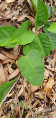 Cissus antarctica
