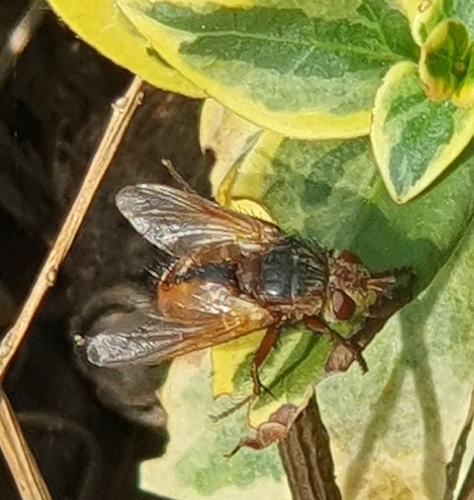Common Tachinid
