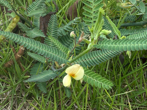 Aeschynomene indica observed 2026-10-01