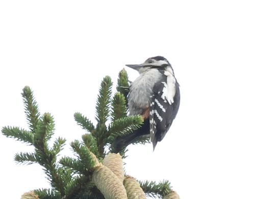 Great Spotted Woodpecker
