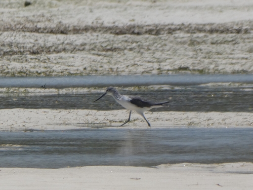 Tringa nebularia