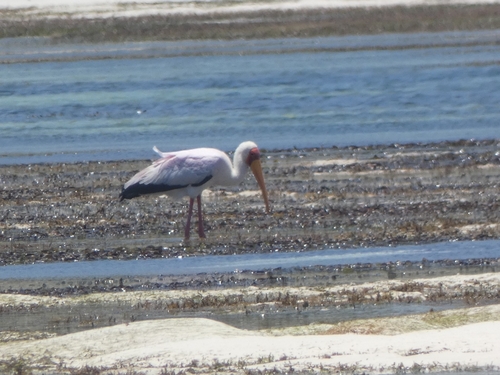Mycteria ibis