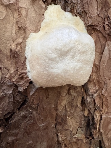 False Puffball