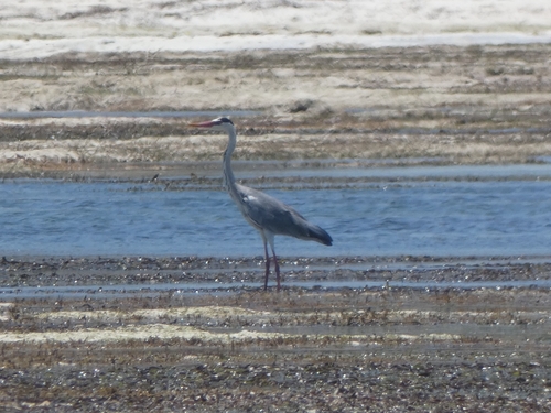 Ardea cinerea