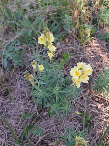common toadflax