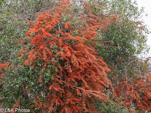 Combretum microphyllum (Combretum microphyllum)