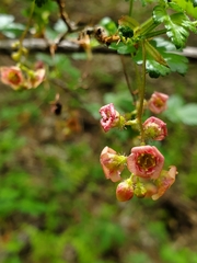 Ribes montigenum