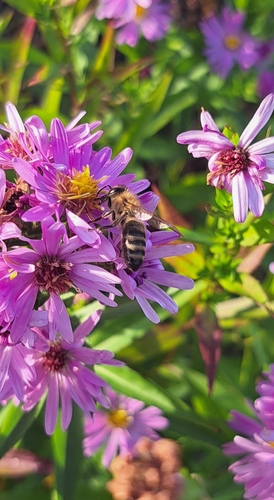 Western Honey Bee