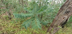 Ailanthus triphysa