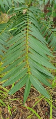 Ailanthus triphysa