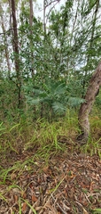 Ailanthus triphysa
