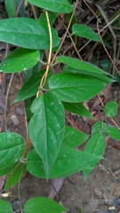 Lonicera hypoglauca