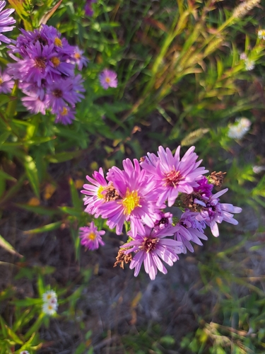 New England aster