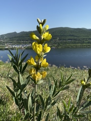 Thermopsis mongolica