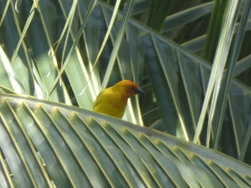 Ploceus subaureus