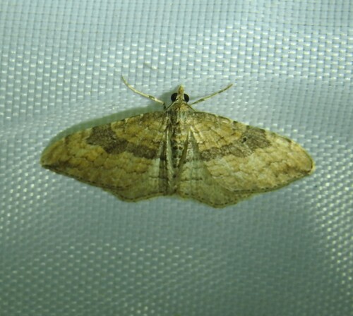 Gem Moth