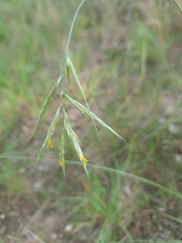 Bromus erectus observed 2026-10-02