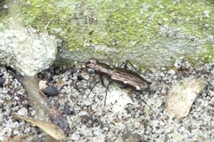 Cylindera paradoxa