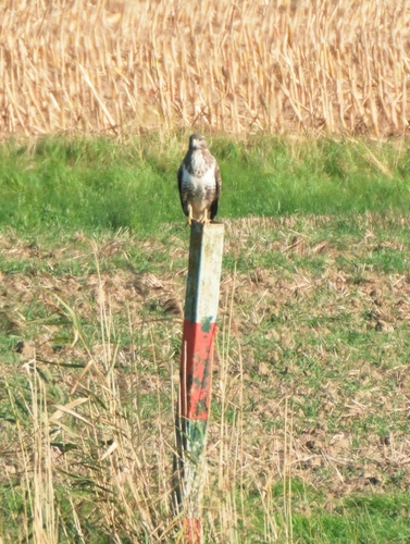 Common Buzzard