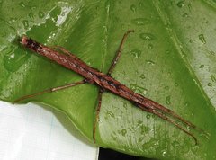 Neohirasea hongkongensis