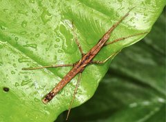 Neohirasea hongkongensis
