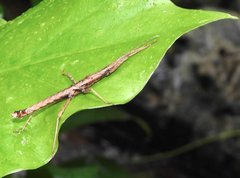 Neohirasea hongkongensis
