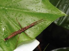 Neohirasea hongkongensis