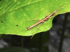 Neohirasea hongkongensis