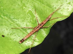 Neohirasea hongkongensis