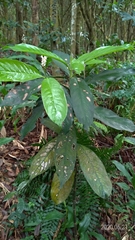 Lasianthus chinensis