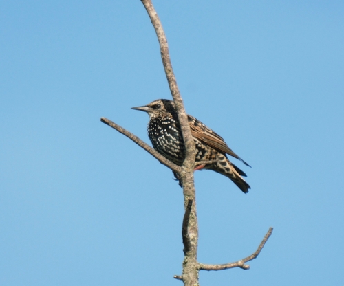European Starling