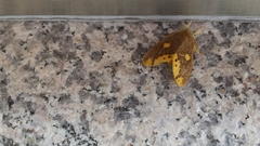 Euproctis quadrangularis