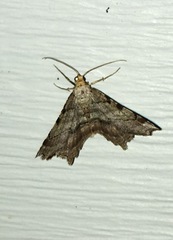 Macaria multilineata