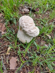 Calvatia lilacina