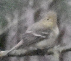 Empidonax difficilis