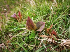 Koenigia weyrichii