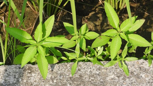 Ludwigia erecta observed 2026-10-02